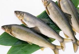 新闻爆料海鱼视频播放,揭秘海洋生物的神秘世界